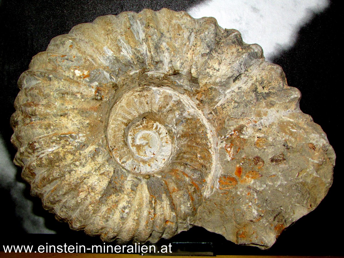 Ammonit 1,395kg